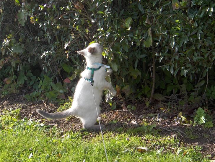 Blanding af racer Sjuske  - † 24/11.2010 † - Ude og gå tur billede 5