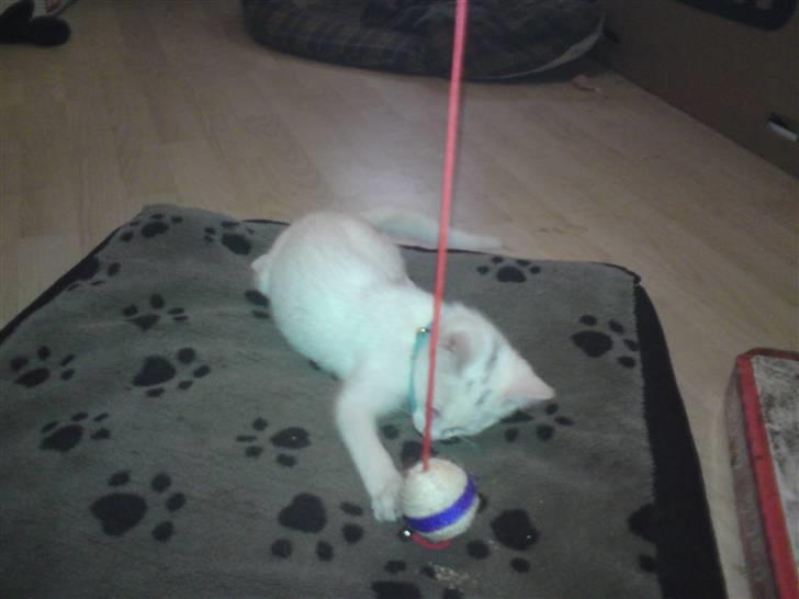 Huskat Gangstar billede 12