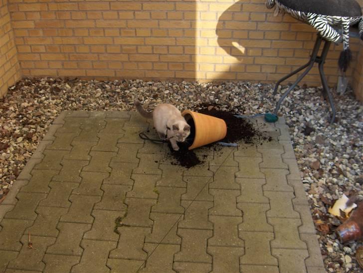 Blanding af racer Sjuske  - † 24/11.2010 † - Håber ikke mor opdager det her. billede 6