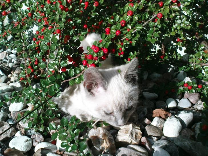 Blanding af racer Sjuske  - † 24/11.2010 † - du kan ikke se mig, jeg gemmer mig billede 7