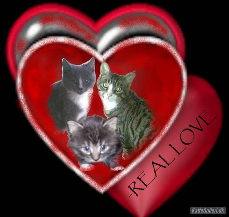 Blanding af racer Junior billede 16