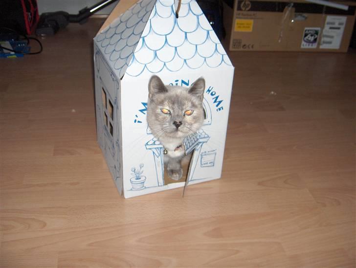 Blanding af racer Sjuske  - † 24/11.2010 † - Nu flytter jeg ind her billede 8