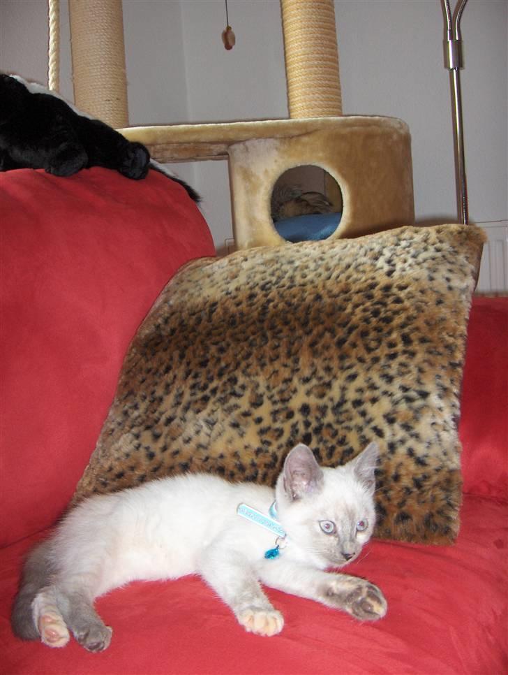 Blanding af racer Sjuske  - † 24/11.2010 † - Nu har Sjuske igen overtaget min sofa billede 9