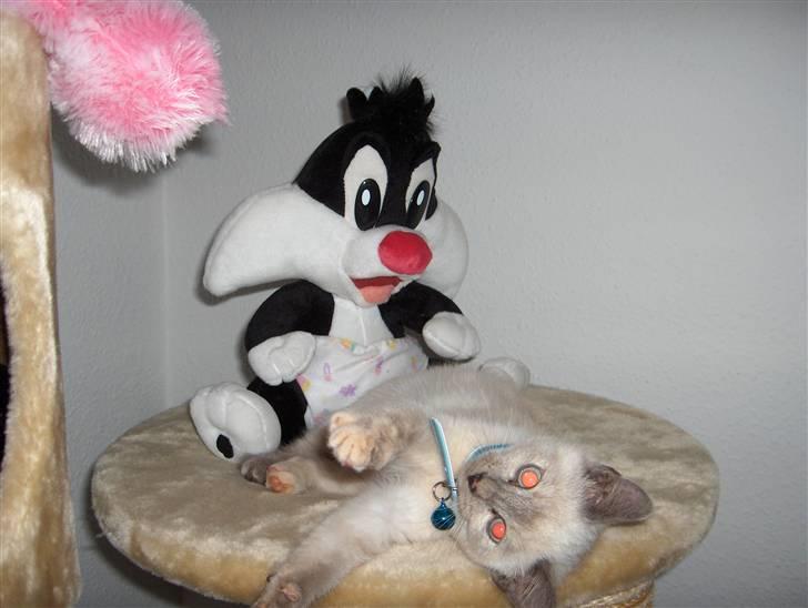 Blanding af racer Sjuske  - † 24/11.2010 † - Sjuske i selvskab med en af mine bamser billede 10