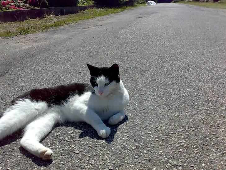 Huskat Manse - Bror til futte billede 19