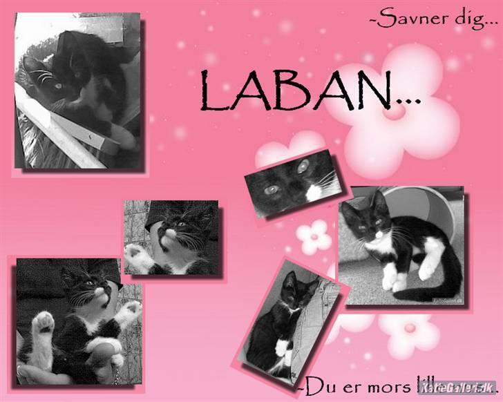 Huskat Laban billede 13