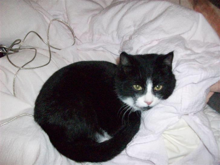 Huskat baby  (SOLGT) billede 1