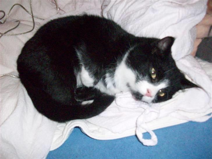 Huskat baby  (SOLGT) billede 2