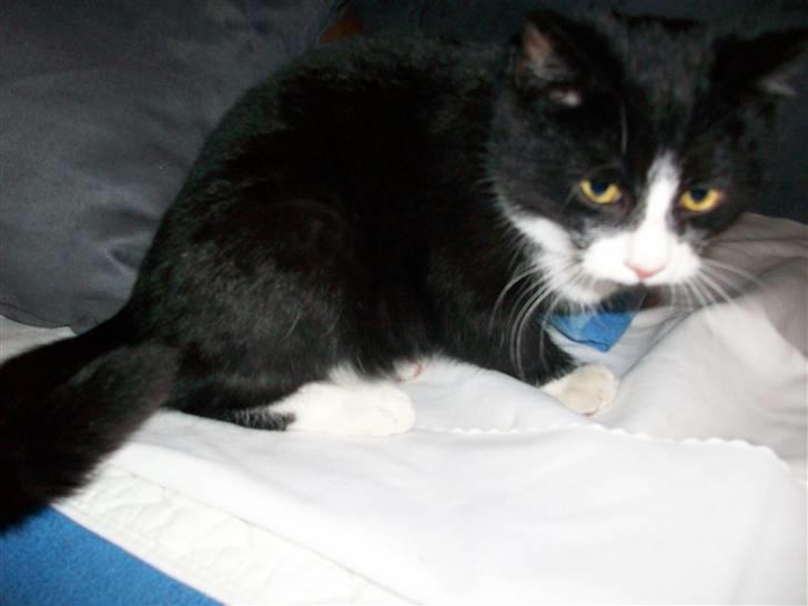 Huskat baby  (SOLGT) billede 3