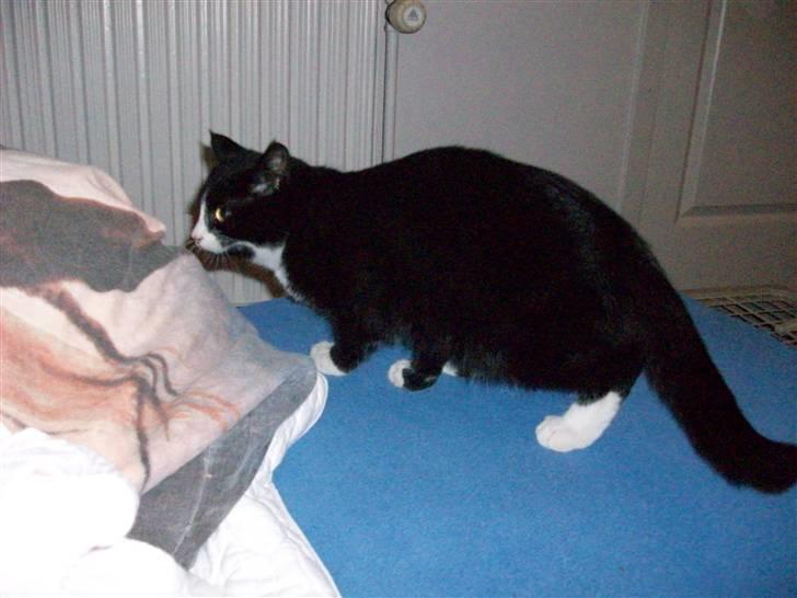 Huskat baby  (SOLGT) billede 4