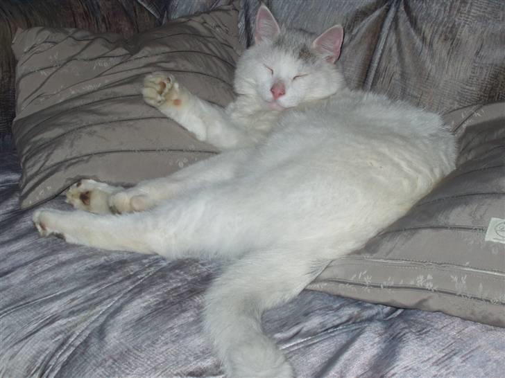 Huskat Mougli - ih hvor jeg slapper af billede 20