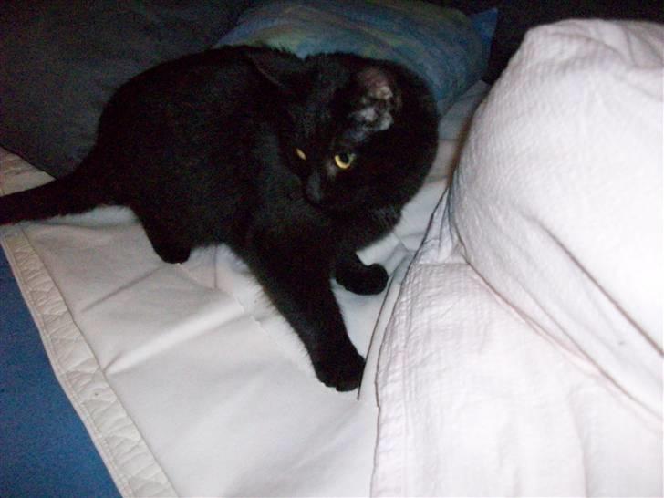 Huskat pjevse( SOLGT) - jeg udfordre min bror<3 billede 1