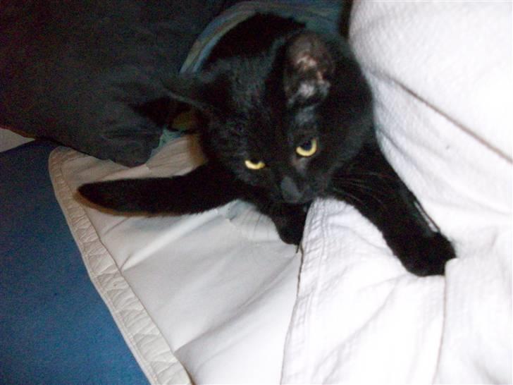 Huskat pjevse( SOLGT) - heeej med dig:D billede 2