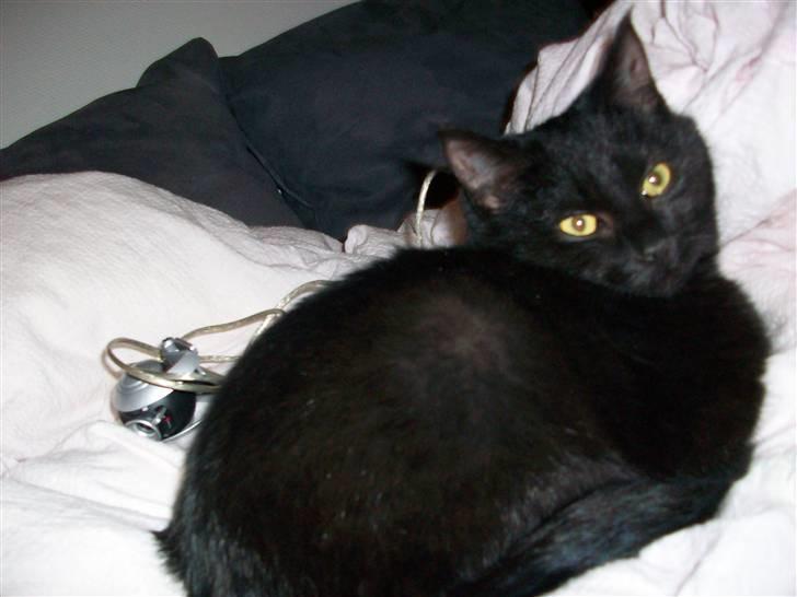 Huskat pjevse( SOLGT) - jeg slapper bare lidt af, hihi<3 billede 3