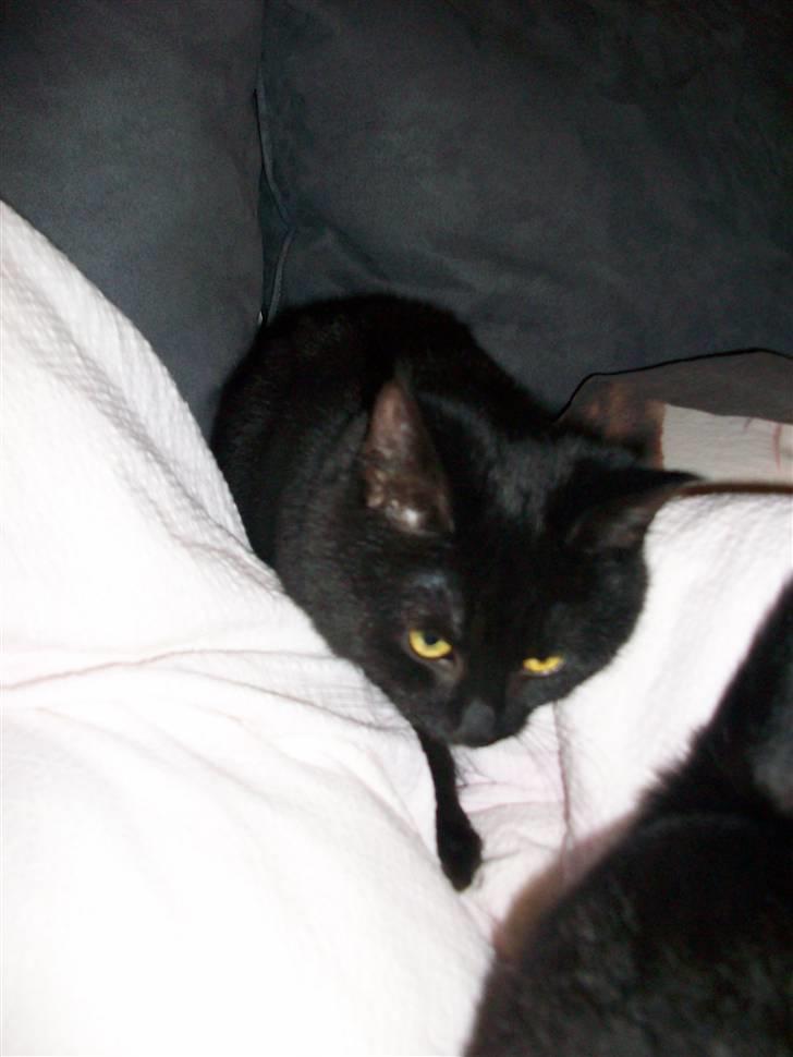 Huskat pjevse( SOLGT) - jeg syndes selv jeg dejlige. billede 4