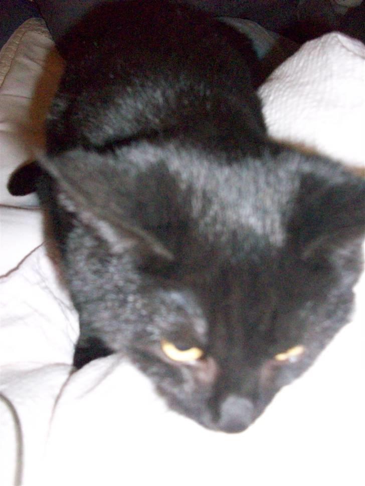 Huskat pjevse( SOLGT) billede 5