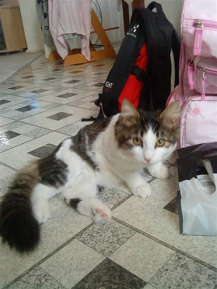 Blanding af racer Simba - Væk siden 25/5-10 billede 19