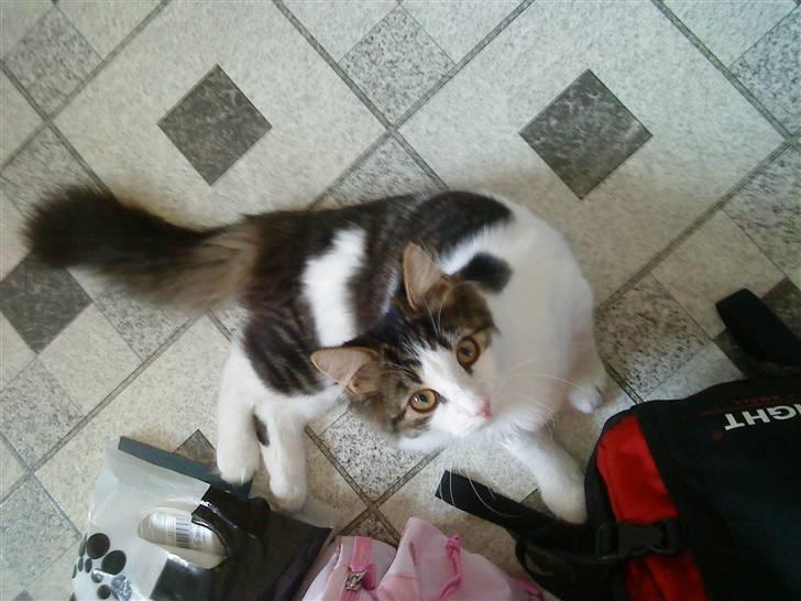 Blanding af racer Simba - Væk siden 25/5-10 billede 20