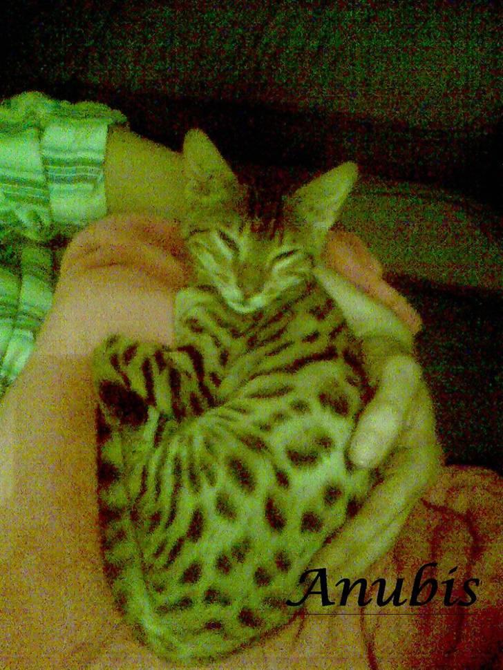 Bengal               Anubis billede 2