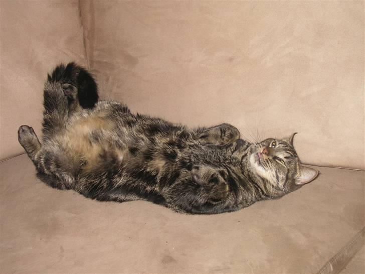 Blanding af racer Lille Fis  - en rigtig træt lillefis billede 12