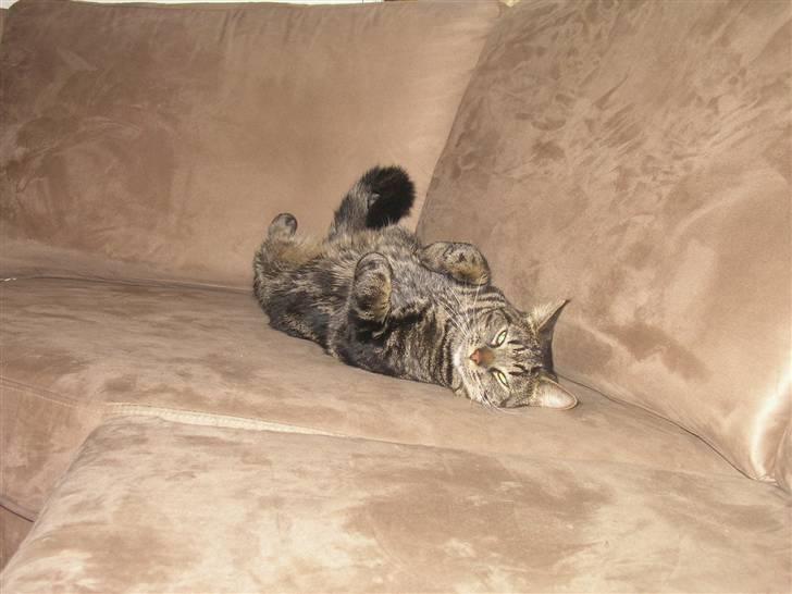 Blanding af racer Lille Fis  billede 13