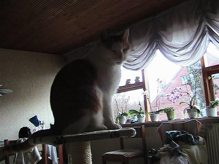 Blanding af racer mis R.I.P billede 8