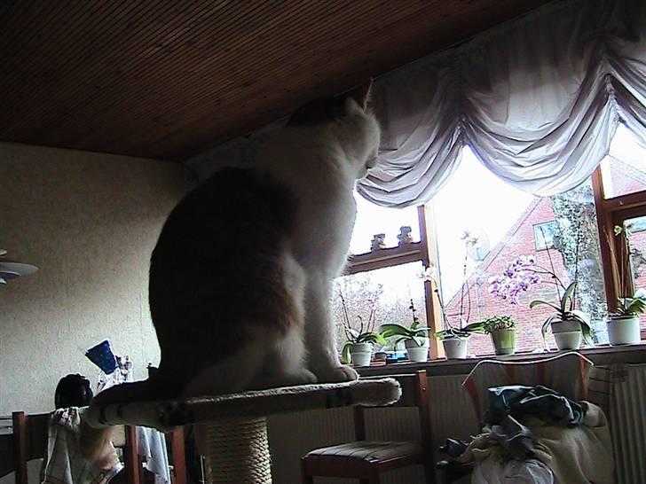 Blanding af racer mis R.I.P billede 9