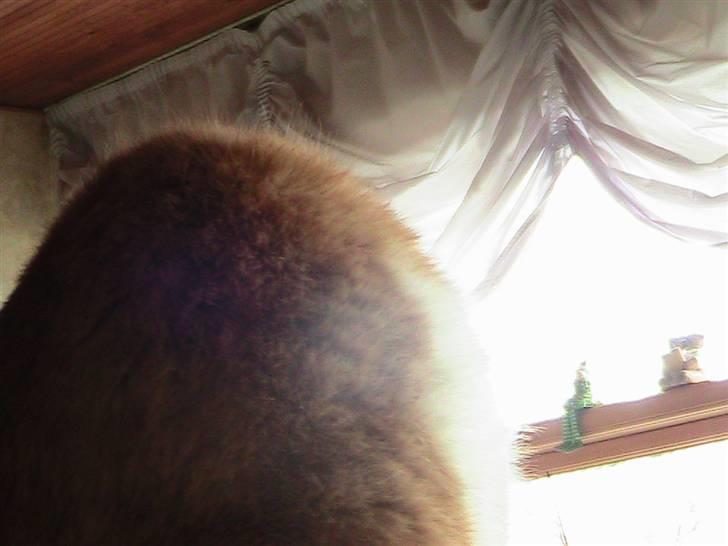 Blanding af racer mis R.I.P billede 10