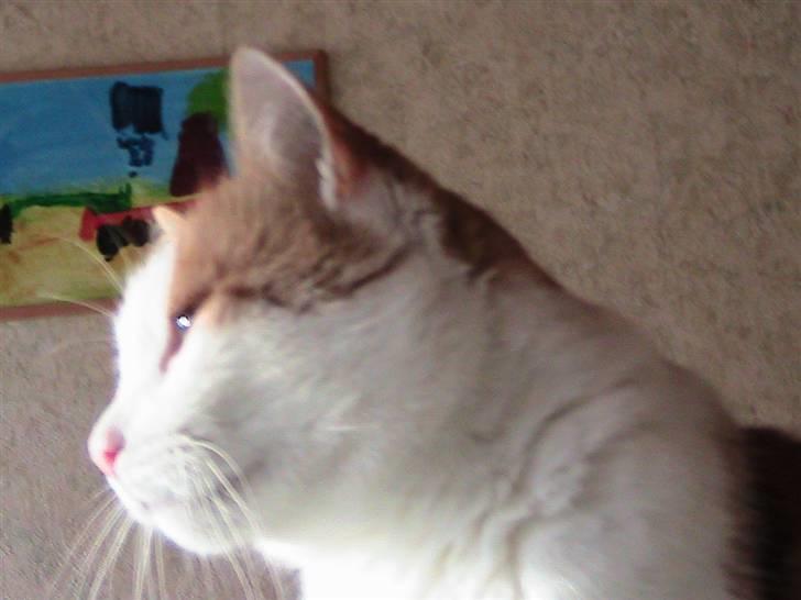 Blanding af racer mis R.I.P billede 11