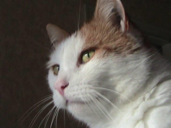 Blanding af racer mis R.I.P billede 12