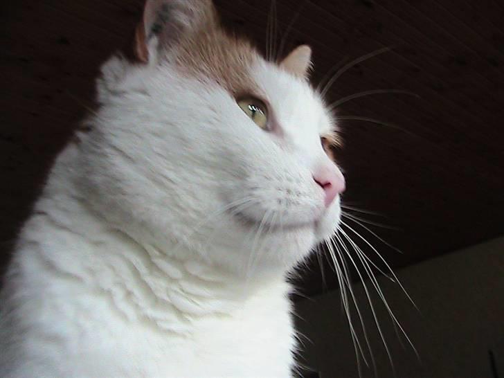 Blanding af racer mis R.I.P billede 13