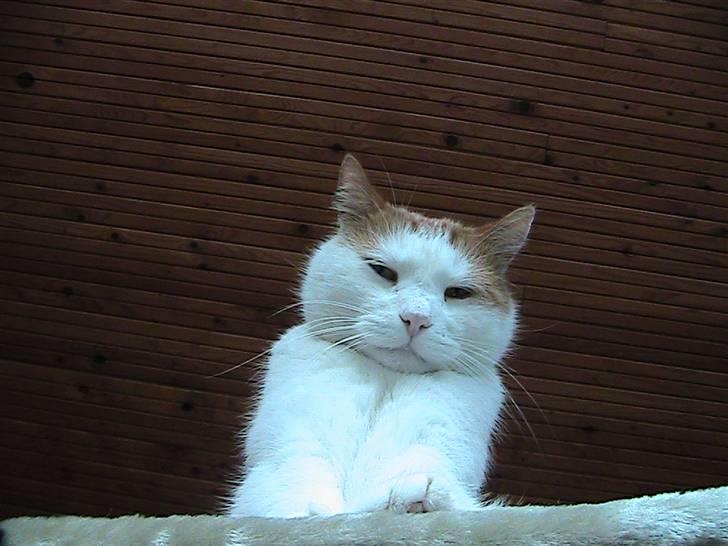 Blanding af racer mis R.I.P billede 14