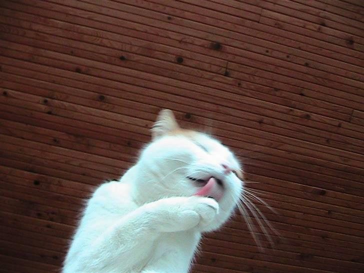 Blanding af racer mis R.I.P billede 15