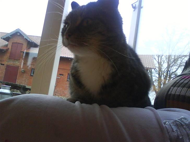 Blanding af racer Missemor R.I.P billede 9