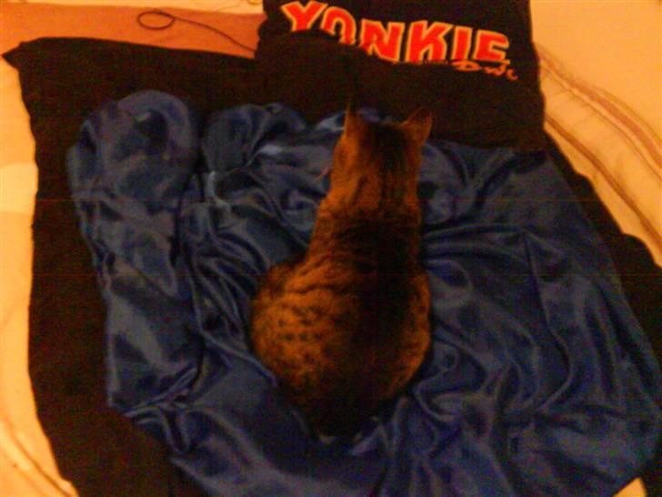 Blanding af racer Missemor R.I.P billede 10