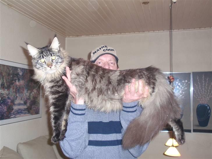 Maine Coon Boromir Gondor(Ganddie) billede 6