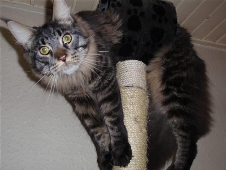 Maine Coon Boromir Gondor(Ganddie) billede 7