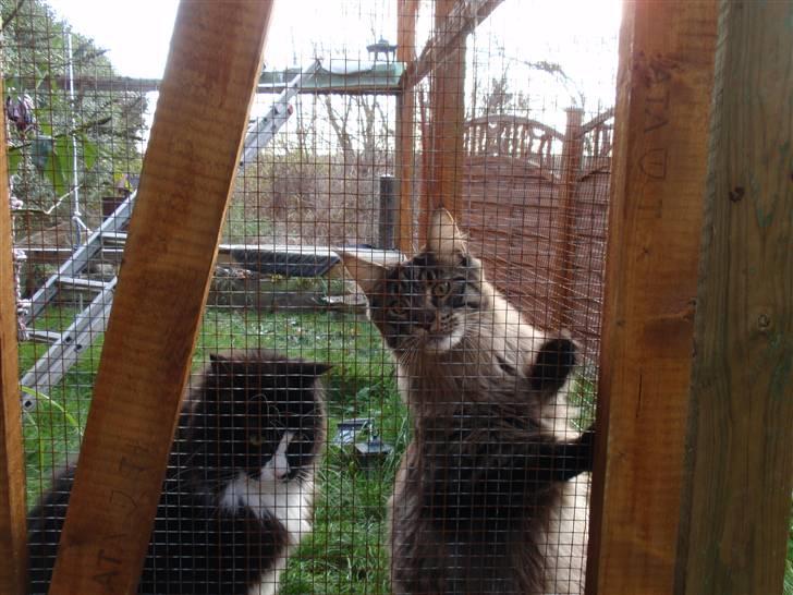 Maine Coon Boromir Gondor(Ganddie) billede 8