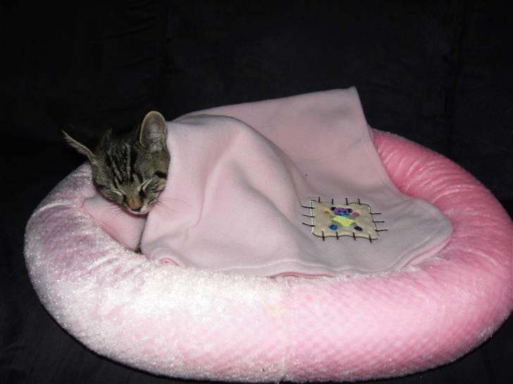 Blanding af racer Don Ø <3 R.I.P. :'( - Prinsessen på ærten billede 1