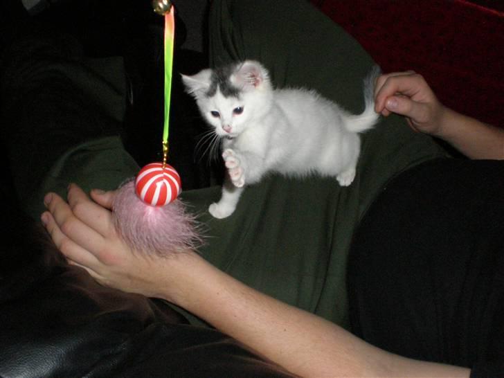 Huskat Diana - jeg er så dygtig :P billede 1