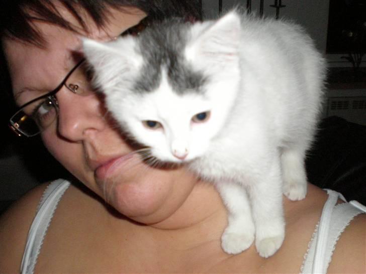 Huskat Diana - Man kan få det hele med når man sidder her :) billede 2