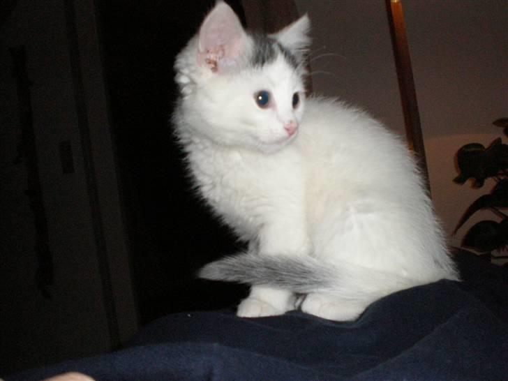 Huskat Diana - der var li noget godt i tv :) billede 3