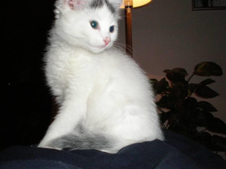 Huskat Diana - Jeg er da dejlig er jeg ikk??? billede 4