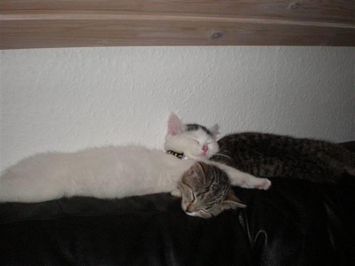 Huskat Diana - årh min bedste ven og ryggen er sofaen, så kan det vidst ikke blive bedre. billede 5