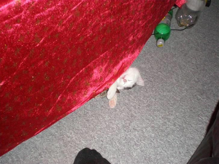 Huskat Diana - Jule dugen kan da sagtens li bruges som tæppe :D billede 8