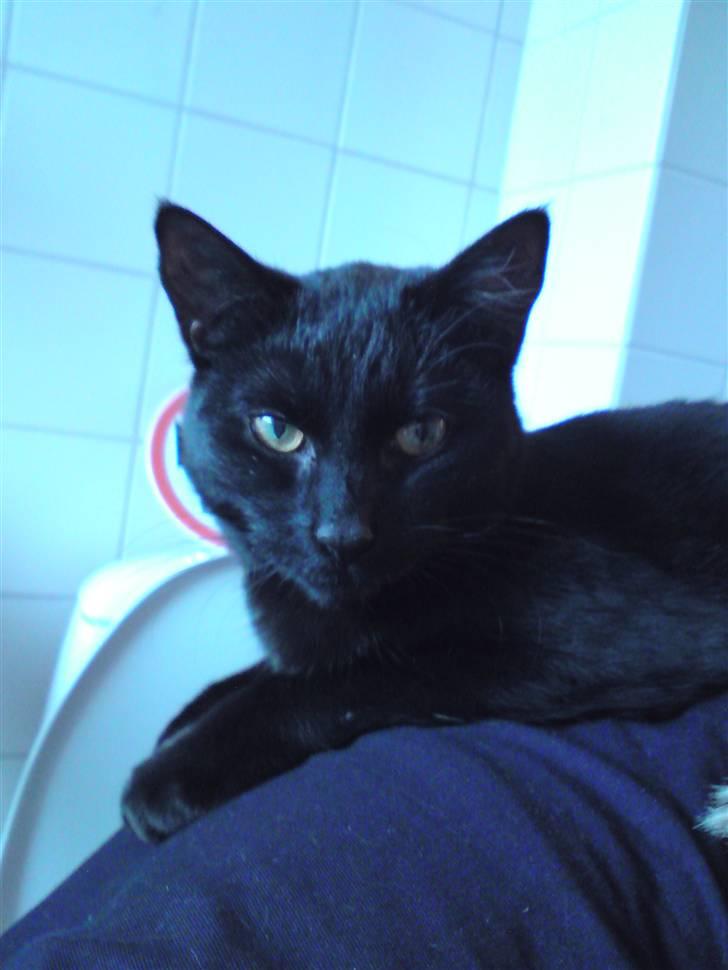 Huskat Calypso  - Her har hun lagt sig på mine skuldreblade imens jeg sidder på toilet.. =) billede 19
