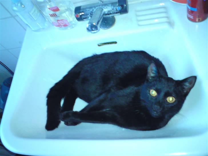 Huskat Calypso  billede 20