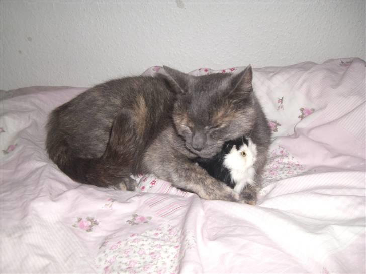 Blanding af racer mis - mis der ligger og sover med sin bamse <3 billede 1