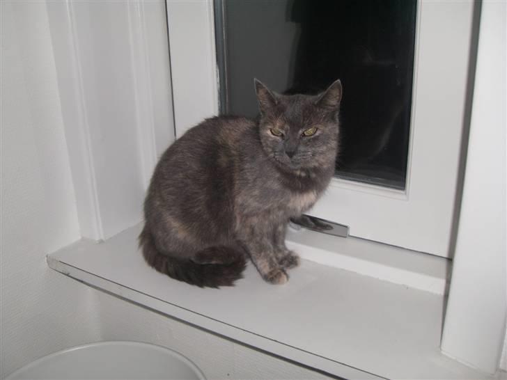 Blanding af racer mis - hun holder øje med dem der er udenfor billede 2