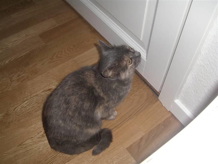 Blanding af racer mis - hun stor og venter på hun bliver lukket ud billede 3